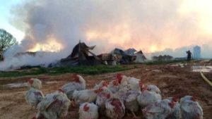 नुवाकोटको पोल्ट्रि फार्ममा आगलागी, लाखौँको क्षति